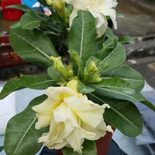 Grafted Adenium with English name: Wasabi - ID: 00199