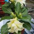 Grafted Adenium with English name: Wasabi - ID: 00199