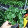 Rau Má Đồng Tiền - Chậu Cây Phong Thủy