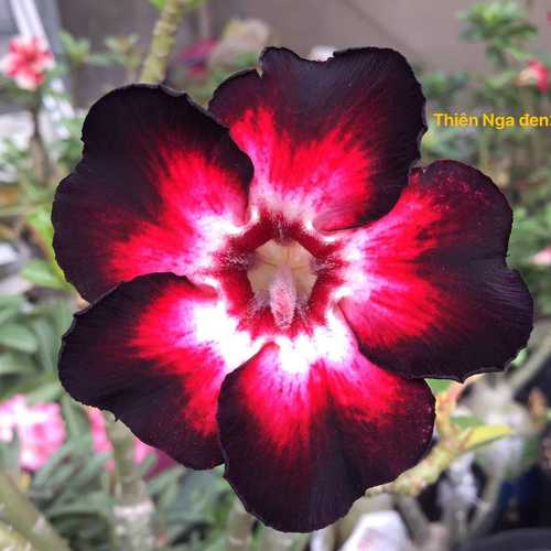 Grafted Adenium with Vietnamese name: Thiên Nga Đen 2 - ID: 00220