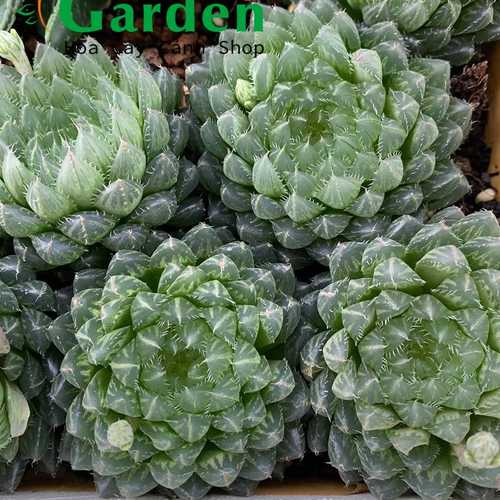 Sen Đá Haworthia Cooperi Var Dạ Quang