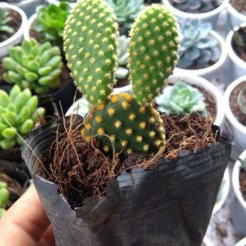 Xương Rồng Tai Thỏ Mập Mập