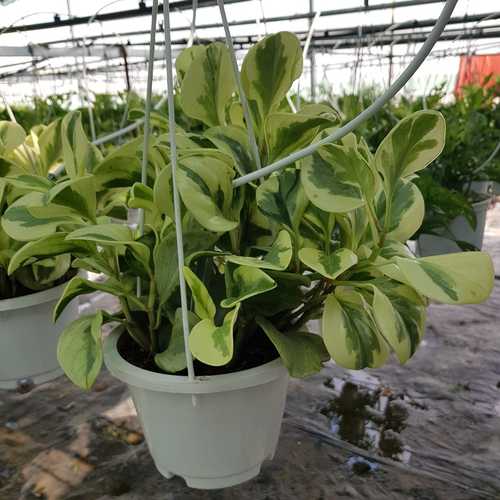 Cây Trường Sinh Cẩm Thạch - Chậu Cây Phong Thủy