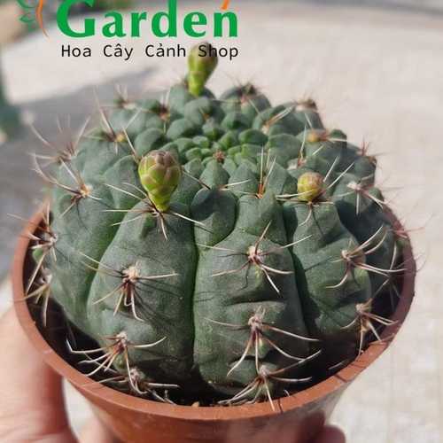 Xương Rồng Thần Long Nụ Hoa ( 9 - 10cm)