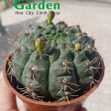 Xương Rồng Thần Long Nụ Hoa ( 9 - 10cm)