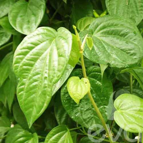 Trầu Không - Cây Cảnh