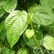 Trầu Không - Cây Cảnh