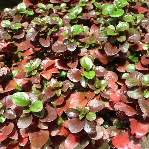 Xà Lách Xoong Nhật - Chậu Rau