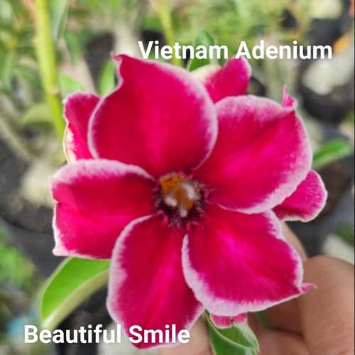 Grafted Adenium with English Name: Beautiful Smile - ID: 00159