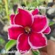 Grafted Adenium with English Name: Beautiful Smile - ID: 00159