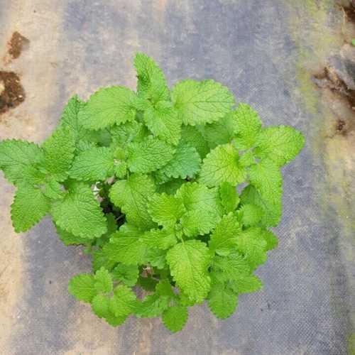 Bạc Hà Chanh Sả (Lemon Balm) - Chậu Rau Gia Vị