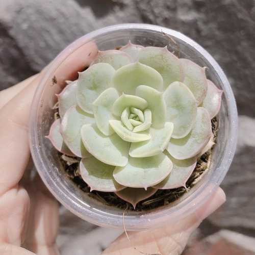 Sen Đá Ngọc Bích Trắng