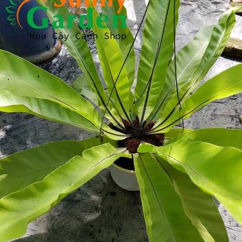 Cây Ráng Ổ Phụng ( Ổ Quạ) - Cây Cảnh