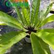 Cây Ráng Ổ Phụng ( Ổ Quạ) - Cây Cảnh
