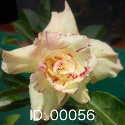 Grafted Adenium with English Name: Golden 8 Mutation 2 - ID: 00056