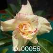 Grafted Adenium with English Name: Golden 8 Mutation 2 - ID: 00056