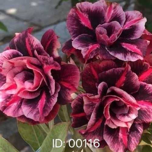 Grafted Adenium with Vietnamese Name: Hòa Khánh - ID: 00116