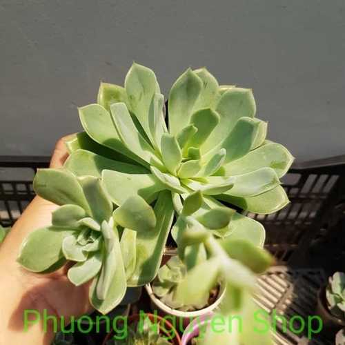 Sen Đá Mặt Trăng - Loại Trung