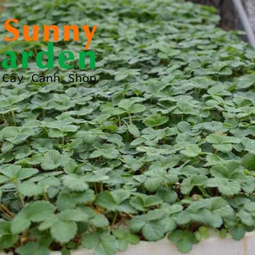 Cây Dâu Tây Cấy Mô Mỹ Tù