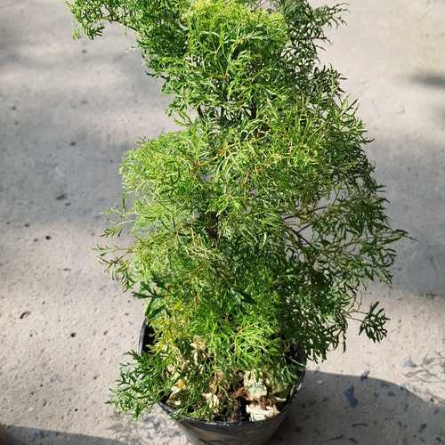 Đinh Lăng Lá Nhỏ (Đinh Lăng Nếp) - Chậu Rau Dược Liệu