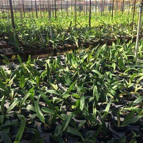 Cattleya Mix Màu Bông To Thơm - Cây Giống Hoa Lan
