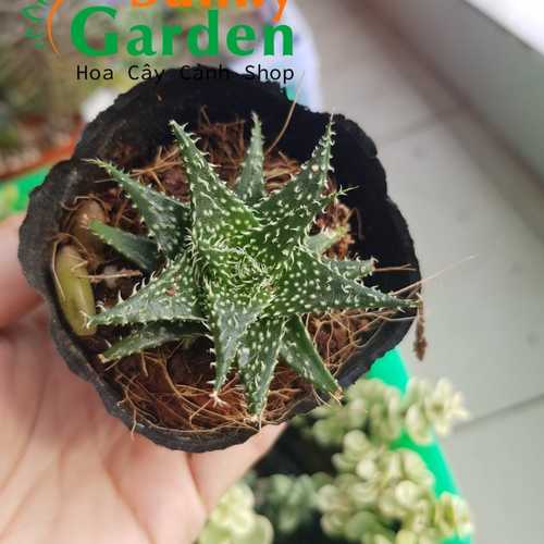 Sen Đá Móng Rồng Gai