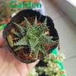 Sen Đá Móng Rồng Gai