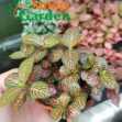Cây Cẩm Nhung Fittonia - Sọc Trắng, Sọc Xanh, Sọc Hồng