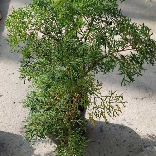 Đinh Lăng Lá Nhỏ (Đinh Lăng Nếp) - Chậu Rau Dược Liệu