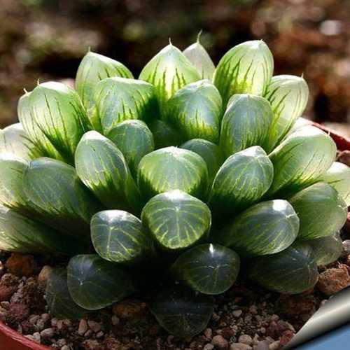 Sen Đá Haworthia Cooperi