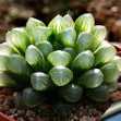 Sen Đá Haworthia Cooperi