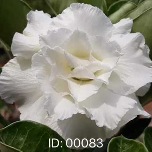 Grafted Adenium with Vietnamese Name: Ngọc Băng - ID: 00083