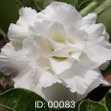 Grafted Adenium with Vietnamese Name: Ngọc Băng - ID: 00083