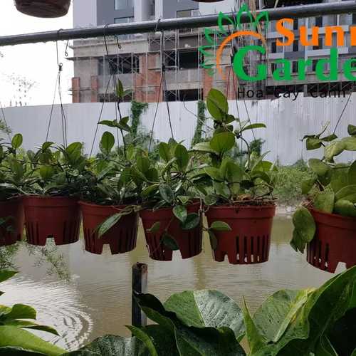 Lan Cẩm Cù ( Hoya Carnosa) - Hoa Lan Chậu Treo