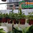 Lan Cẩm Cù ( Hoya Carnosa) - Hoa Lan Chậu Treo