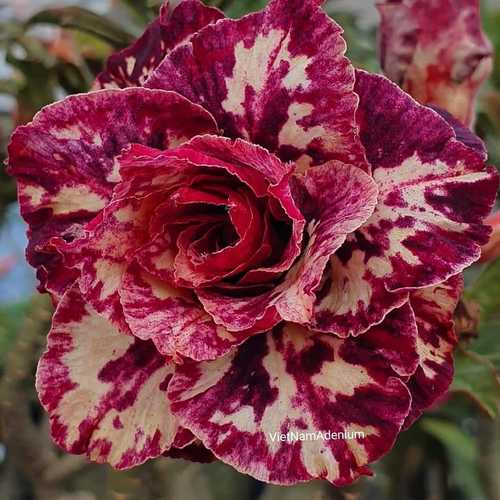 Grafted Adenium with Vietnamese name: Mộng Cầm - ID: 00166