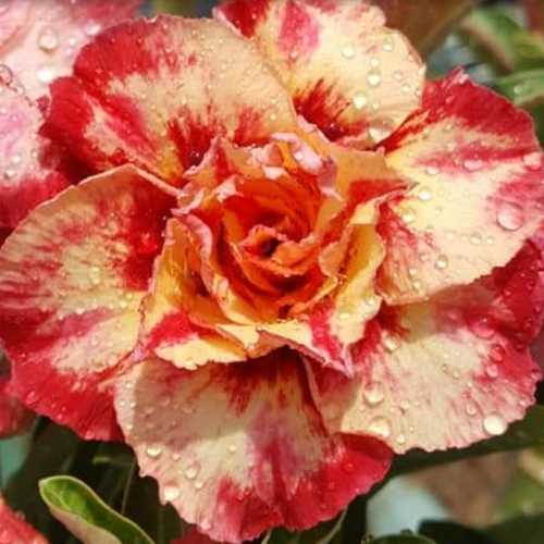 Grafted Adenium with English name: Julius Caesar - ID: 00225