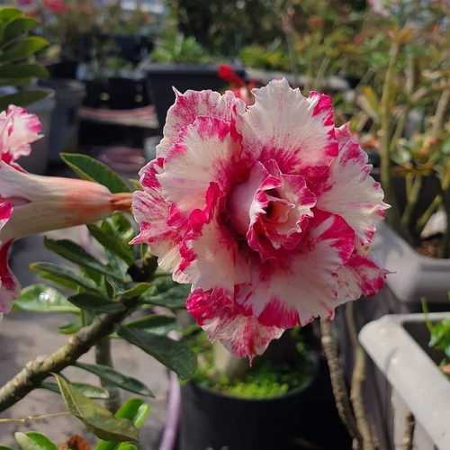 Grafted Adenium with Vietnamese Name: ID 289 - Dung Nhi B | Sunny Garden -  Flowers, Succulents, Adeniums, Plants Shop