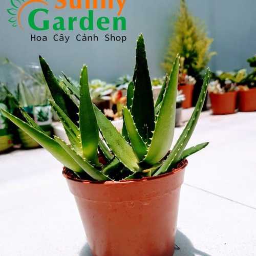 Cây Nha Đam Để Bàn Nhỏ Chậu Nhựa