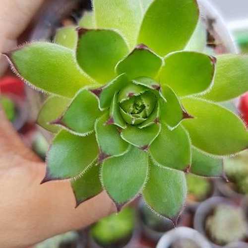 Sen Đá Phật Bà Nhỏ
