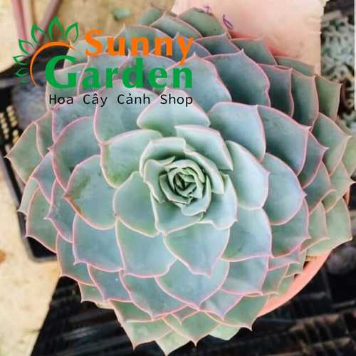 Sen Đá Size Lớn, Đường Kính Chậu 15cm - Shop Chọn Giao Ngẫu Nhiên
