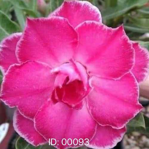 Grafted Adenium with Vietnamese Name: Cẩm Hồng - ID: 00093