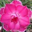 Grafted Adenium with Vietnamese Name: Cẩm Hồng - ID: 00093