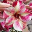 Grafted Adenium with Vietnamese Name: Yến Nhi 7 - ID: 00053
