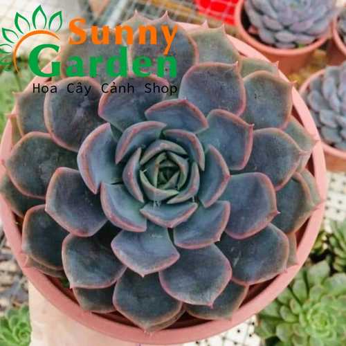 Sen Đá Size Lớn, Đường Kính Chậu 15cm - Shop Chọn Giao Ngẫu Nhiên
