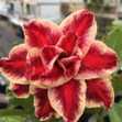 Grafted Adenium with Vietnamese name: Mãnh Long - ID: 00264