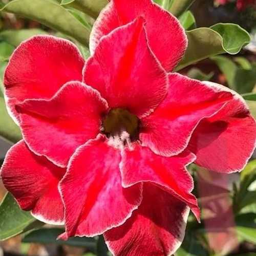 Grafted Adenium with English Name: Beautiful Smile - ID: 00159