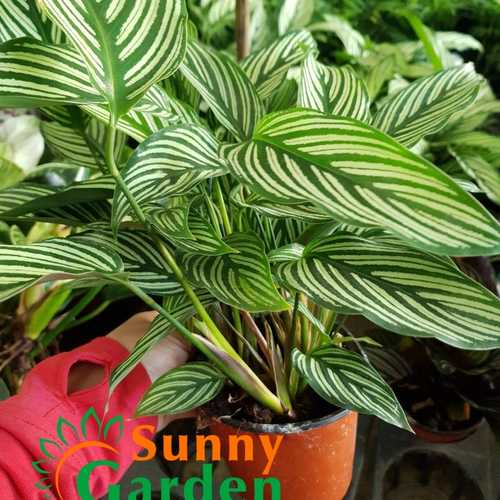 Cây Đuôi Công Sọc Xanh - Chậu Phong Thủy 