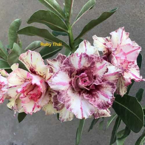 Grafted Adenium with Vietnamese name: Thai Ruby - ID: 00213