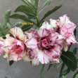 Grafted Adenium with Vietnamese name: Thai Ruby - ID: 00213